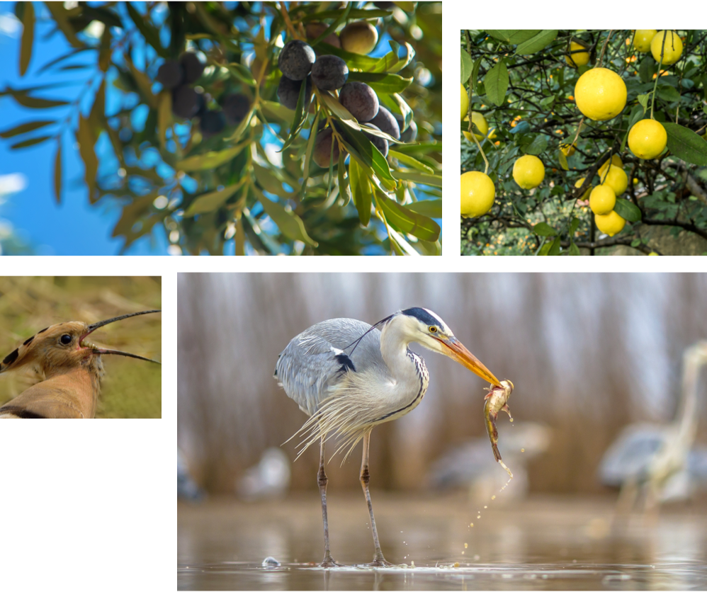 collage biodiversitat collage biodiversitat