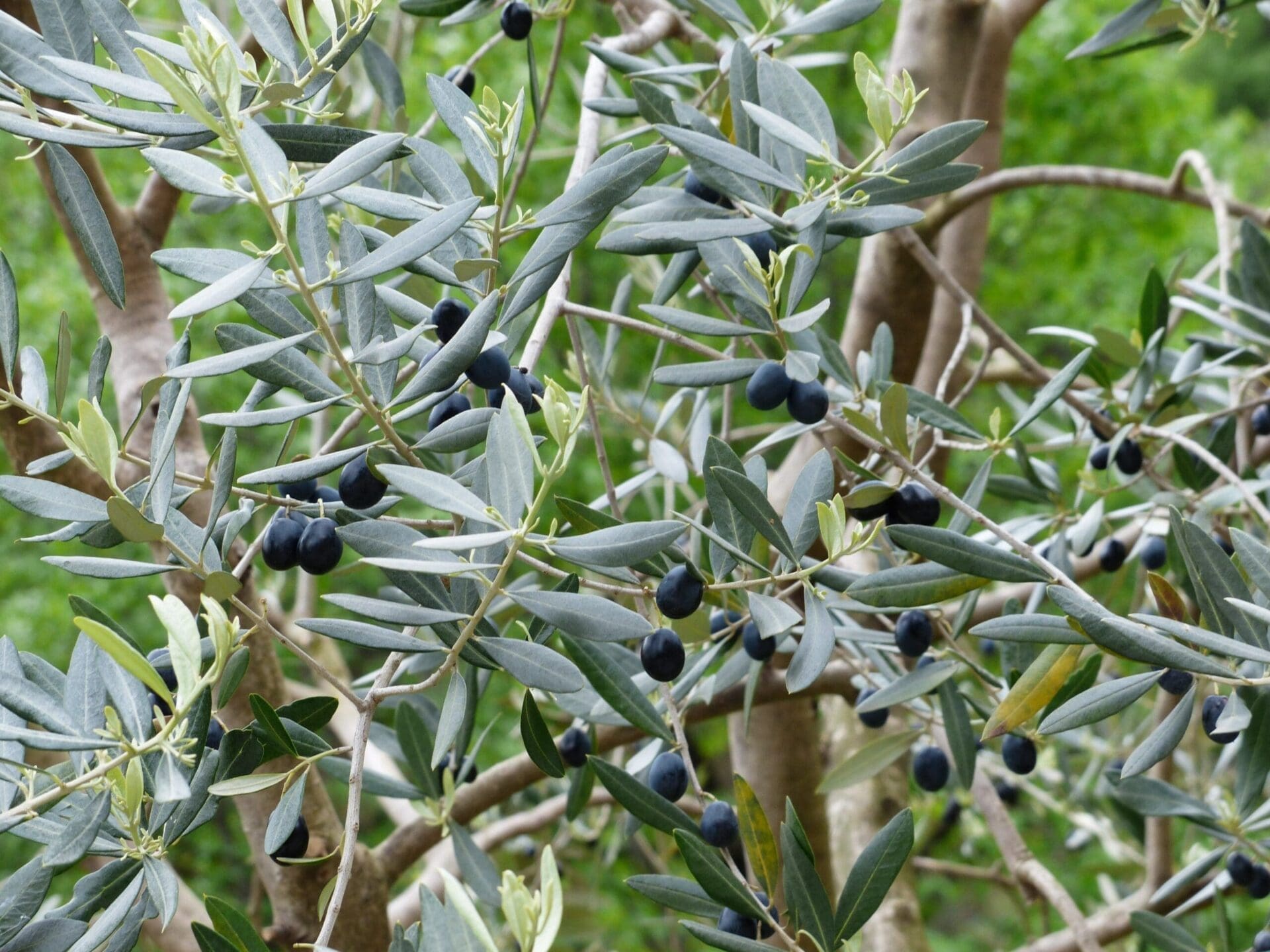 Olivera
