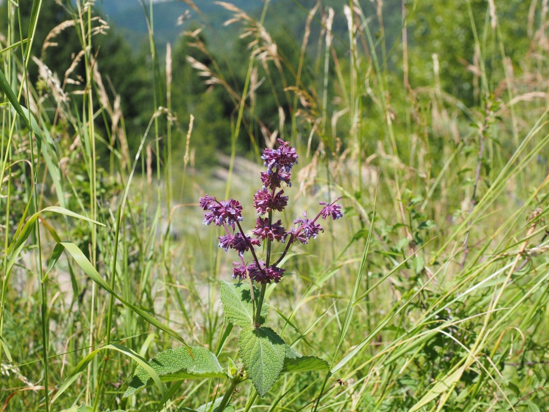 Salvia