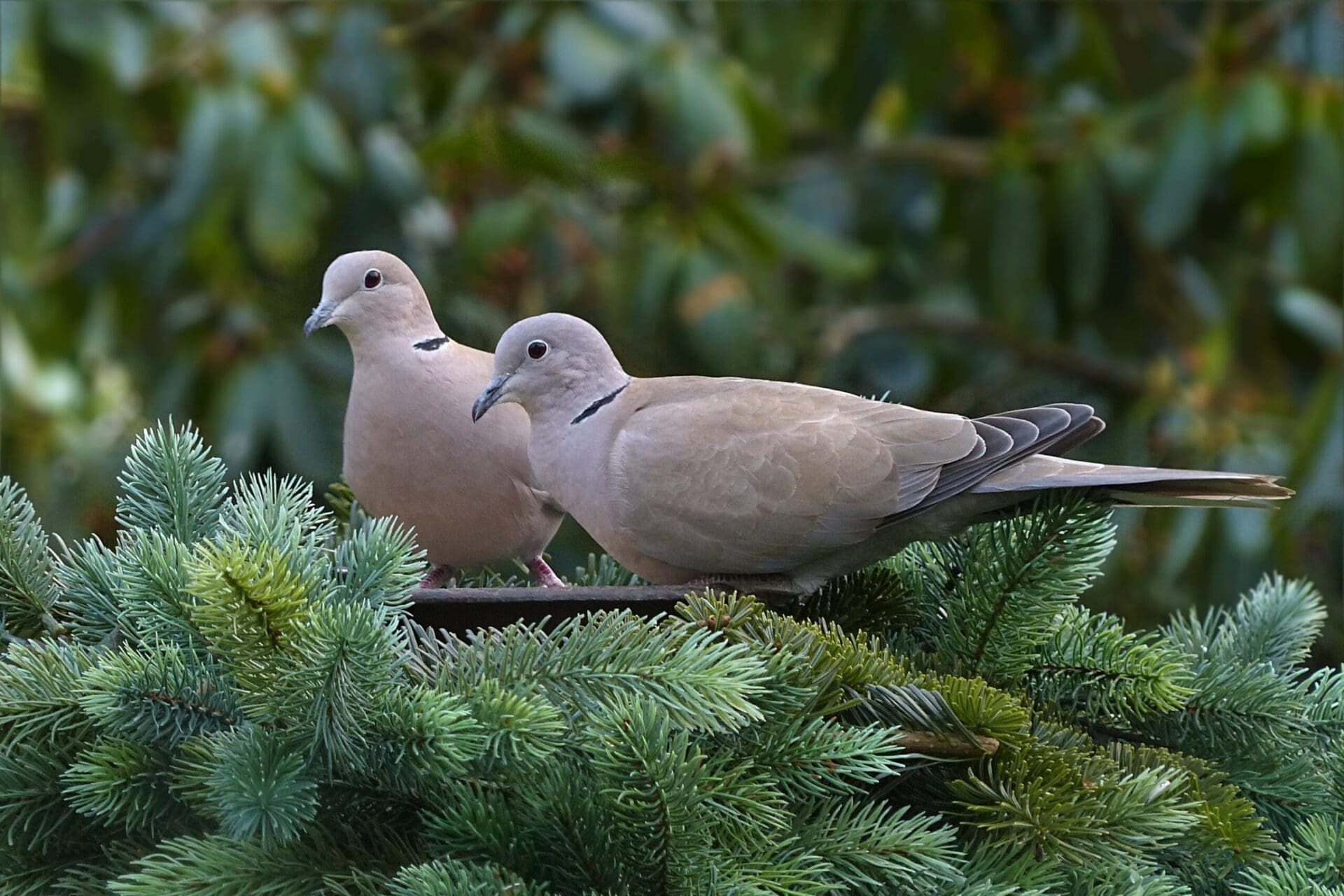 TortoraTurca